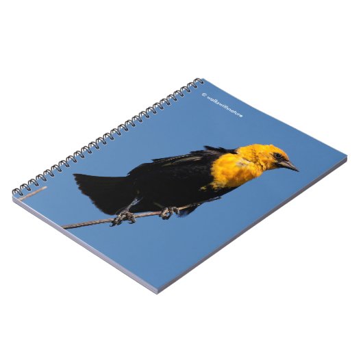 Wunderschöner, gelb gehauchter Schwarzvogel an ein Notizblock (Linke Seite)