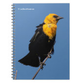 Wunderschöner, gelb gehauchter Schwarzvogel an ein Notizblock (Vorderseite)