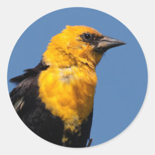 Wunderschöner, gelb gehauchter Schwarzvogel an ein Runder Aufkleber