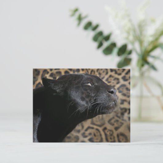 Wunderschöner Panther Leopard Postkarte (Stehend Vorderseite)