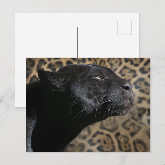 Wunderschöner Panther Leopard Postkarte (Vorne/Hinten)