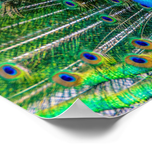 Wunderschöner Pfau mit seinem Schwanz Feathers Ope Poster (Ecke)