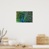 Wunderschöner Pfau mit seinem Schwanz Feathers Ope Poster (Küche)