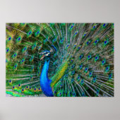 Wunderschöner Pfau mit seinem Schwanz Feathers Ope Poster (Vorne)