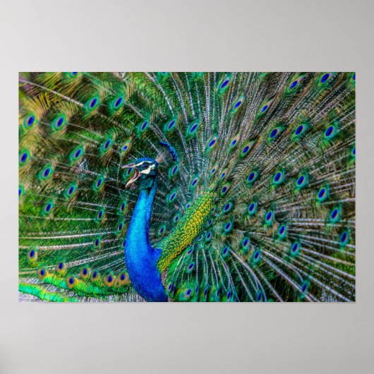 Wunderschöner Pfau mit seinem Schwanz Feathers Ope Poster (Vorne)