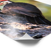 Wunderschöner Pileated Woodpecker auf dem Baum Fotodruck (Ecke)