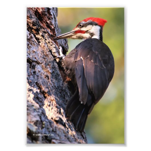 Wunderschöner Pileated Woodpecker auf dem Baum Fotodruck (Vorne)