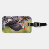 Wunderschöner Pileated Woodpecker auf dem Baum Gepäckanhänger (Vorderseite horizontal)