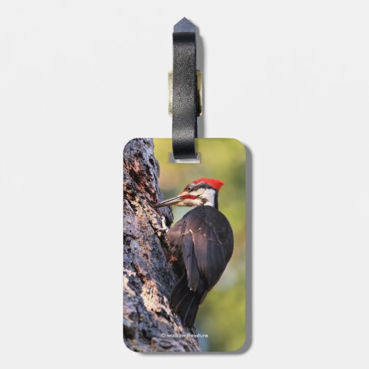 Wunderschöner Pileated Woodpecker auf dem Baum Gepäckanhänger (Rückseite vertikal)