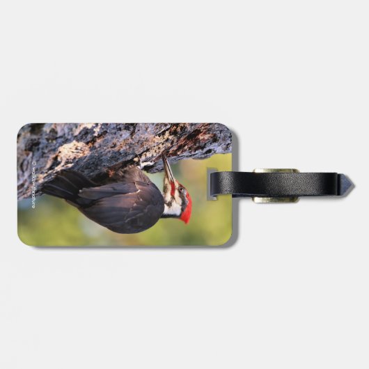 Wunderschöner Pileated Woodpecker auf dem Baum Gepäckanhänger (Rückseite horizontal)