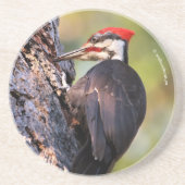 Wunderschöner Pileated Woodpecker auf dem Baum Getränkeuntersetzer (Vorne)