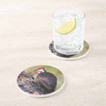 Wunderschöner Pileated Woodpecker auf dem Baum