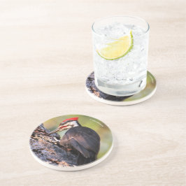 Wunderschöner Pileated Woodpecker auf dem Baum Getränkeuntersetzer