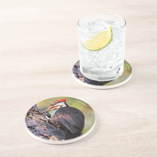 Wunderschöner Pileated Woodpecker auf dem Baum Getränkeuntersetzer (Seite)