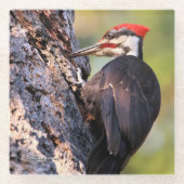 Wunderschöner Pileated Woodpecker auf dem Baum Glasuntersetzer (Vorderseite)