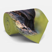 Wunderschöner Pileated Woodpecker auf dem Baum Krawatte (Gerollt)