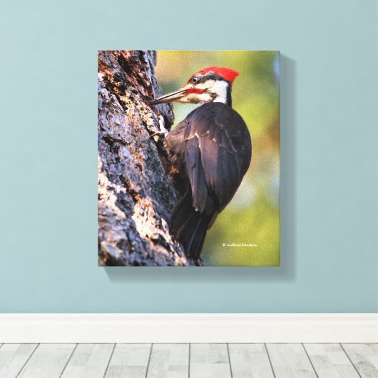 Wunderschöner Pileated Woodpecker auf dem Baum Leinwanddruck (Insitu (Holzboden))