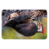 Wunderschöner Pileated Woodpecker auf dem Baum Magnet (Horizontal)