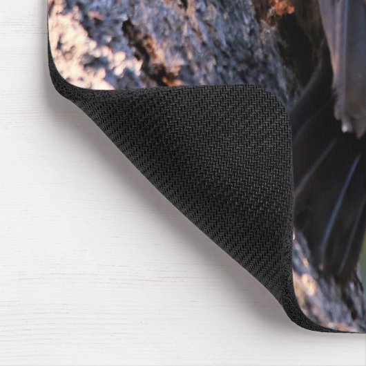 Wunderschöner Pileated Woodpecker auf dem Baum Mousepad (Ecke)