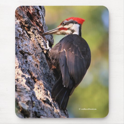 Wunderschöner Pileated Woodpecker auf dem Baum Mousepad (Vorne)