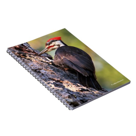 Wunderschöner Pileated Woodpecker auf dem Baum Notizblock (Rechte Seite)