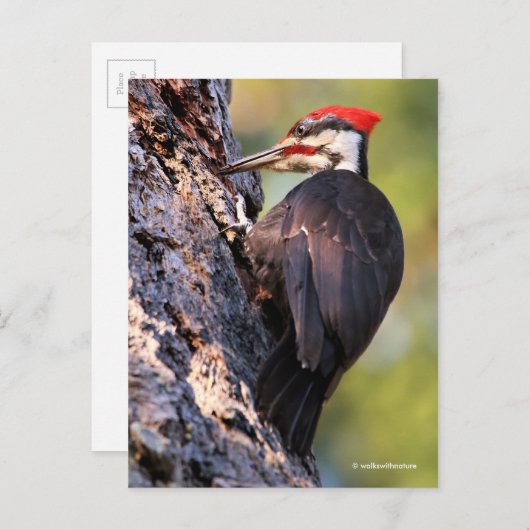 Wunderschöner Pileated Woodpecker auf dem Baum Postkarte (Vorne/Hinten)