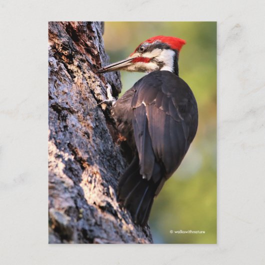 Wunderschöner Pileated Woodpecker auf dem Baum Postkarte (Vorderseite)