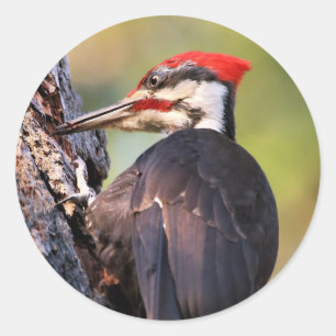 Wunderschöner Pileated Woodpecker auf dem Baum Runder Aufkleber