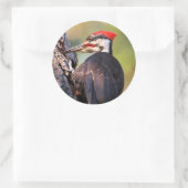 Wunderschöner Pileated Woodpecker auf dem Baum Runder Aufkleber (Tasche)