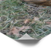 Wunderschöner Pitbull Boxer Mischrasse Poster (Ecke)