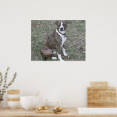 Wunderschöner Pitbull Boxer Mischrasse Poster (Küche)