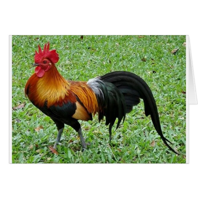 Wunderschöner Rooster (Vorderseite (Horizontal))