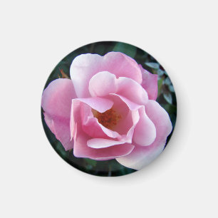 Wunderschöner rosa Rosenmagnet Magnet