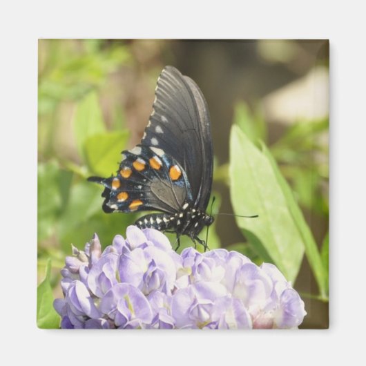 Wunderschöner Schmetterling und Lila Blume Magnet (Vorne)