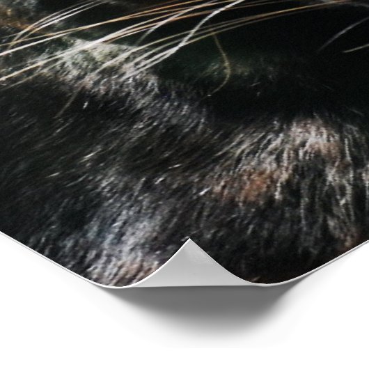 Wunderschöner Schwarzer Panther Poster (Ecke)