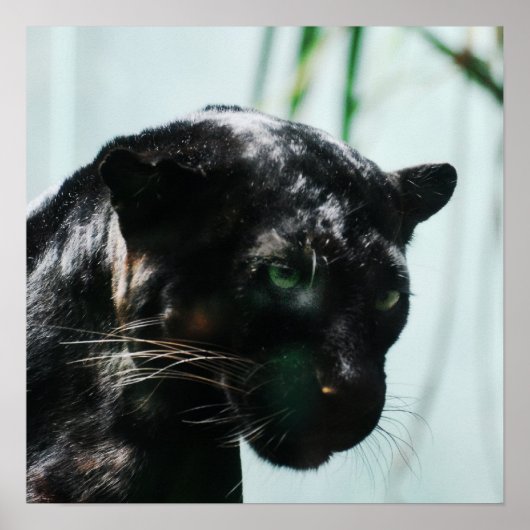 Wunderschöner Schwarzer Panther Poster (Vorne)