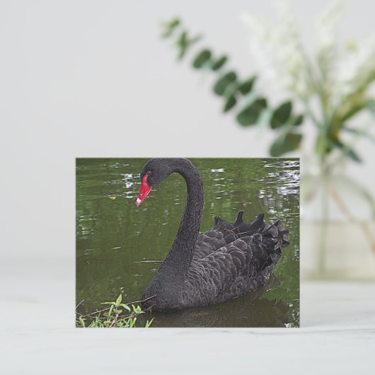 Wunderschöner Schwarzer Schwan im Wasser Postkarte (Stehend Vorderseite)