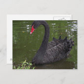 Wunderschöner Schwarzer Schwan im Wasser Postkarte (Vorne/Hinten)