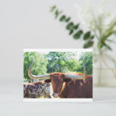 Wunderschöner Texas Longhorn Bull Postkarte (Stehend Vorderseite)