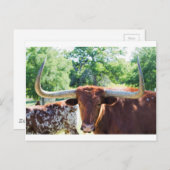 Wunderschöner Texas Longhorn Bull Postkarte (Vorne/Hinten)