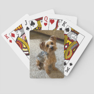 Wunderschöner Westie / Yorkie Hund, der Ihr Herz z Spielkarten