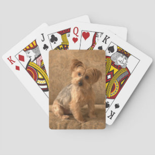 Wunderschöner Westie / Yorkie Hund, der Ihr Herz z Spielkarten