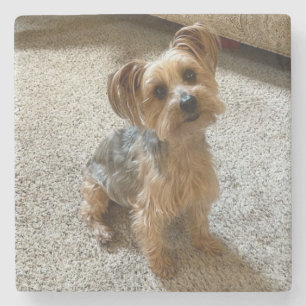 Wunderschöner Westie / Yorkie Hund, der Ihr Herz z Steinuntersetzer