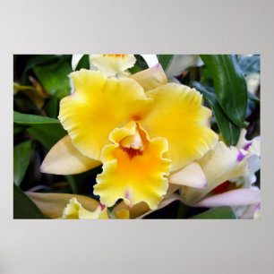Wunderschönes Gelbes Exotisches Orchideenposter Poster