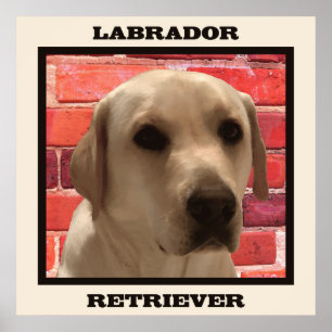 Wunderschönes gelbes Labrador Retriever Doster Poster