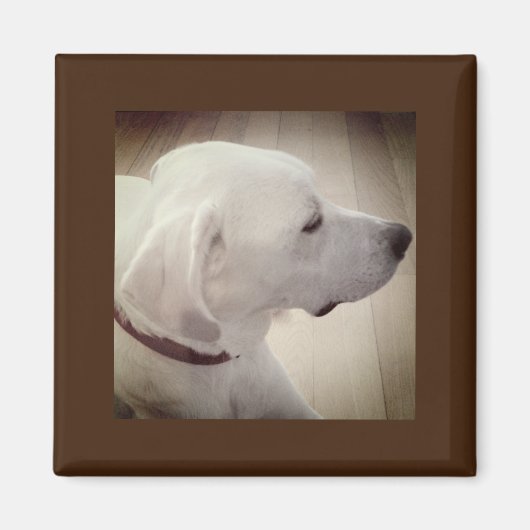 Wunderschönes Hundsprofil Foto Magnet (Vorne)