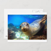 Wunderschönes Meerlilie im Paradies Galapagos Postkarte (Vorne/Hinten)