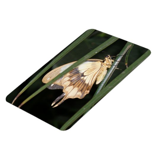 Wunderschönes Moth Premium Magnet (Linke Seite)