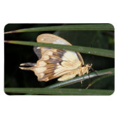 Wunderschönes Moth Premium Magnet (Horizontal)