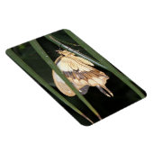 Wunderschönes Moth Premium Magnet (Rechte Seite)